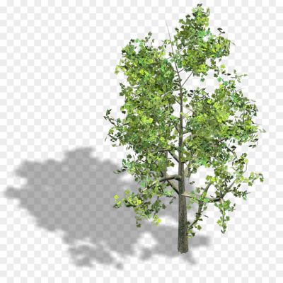 2D-Tree-PNG-Isolated-Pic-84FTCYQN.png