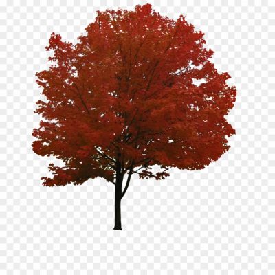 2D-Tree-Transparent-PNG_802354.png