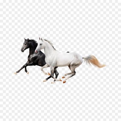Horse, Equine, Stallion, Mare, Gallop, Equestrian, Mane, Bridle, Saddle, Hooves, Trot, Canter, Neigh, Wild, Domesticated, Graceful, Strength, Speed, Horseback Riding, Stables, Ranch.