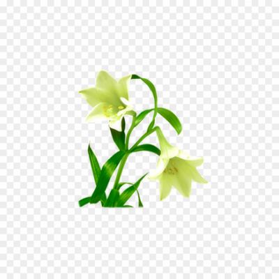 A-Few-Lilies-Background-PNG-Image.png