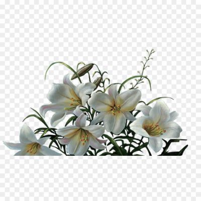 A-Few-Lilies-Transparent-Background.png