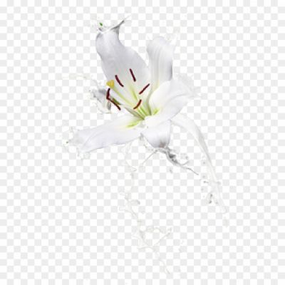 A-Few-Lilies-Transparent-Image.png
