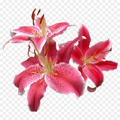 A-Few-Lilies-Transparent-Images-Y2B08YZX.png