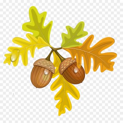 Acorn-Autumn-Leaves-Transparent-Free-PNG.png