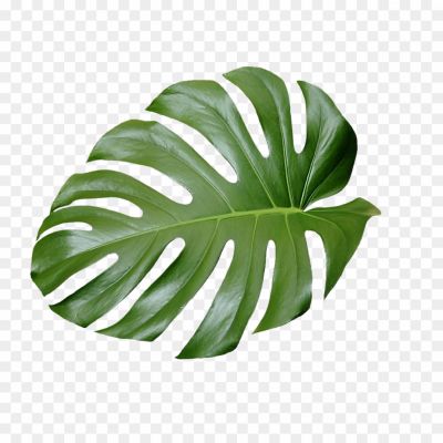 Aesthetic Leaves PNG HD Isolated 0BUMN3 - Pngsource
