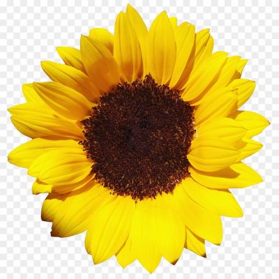 Sunflower, Plant, Helianthus Annuus, Yellow Petals, Large Flower Head, Heliotropism, Tall Stem, Sun-loving, Annual, Oil-rich Seeds, Bright And Cheerful, Garden Favorite, Pollinator Attraction, Sunflower Oil, Bird Food, Symbol Of Happiness, Growth, And Positivity, Sunflower Fields, Medicinal Properties, Source Of Vitamin E, Ornamental, Sunflower Seeds As Snacks, Sunflower Maze, Summer Beauty, Sunflower-themed Decorations.