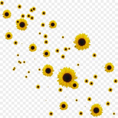 Sunflower, Flower, Yellow Petals, Large Flower Head, Sunflower Seeds, Sunflower Oil, Sunflower Field, Bright, Cheerful, Summer, Garden, Nature, Sunflower Bouquet, Sunflower Wallpaper