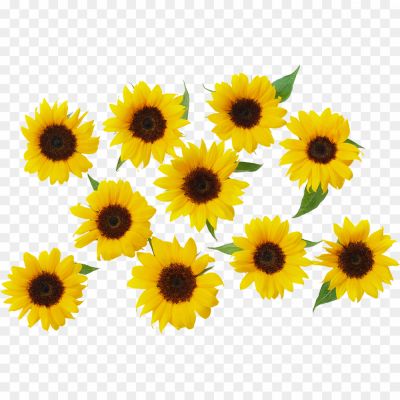 Aesthetic-Sunflower-PNG-Isolated-Photos-IAL9R6TH.png