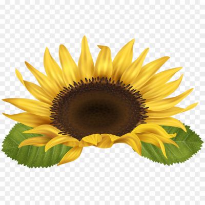Sunflower, Flower, Yellow Petals, Large Flower Head, Sunflower Seeds, Sunflower Oil, Sunflower Field, Bright, Cheerful, Summer, Garden, Nature, Sunflower Bouquet, Sunflower Wallpaper