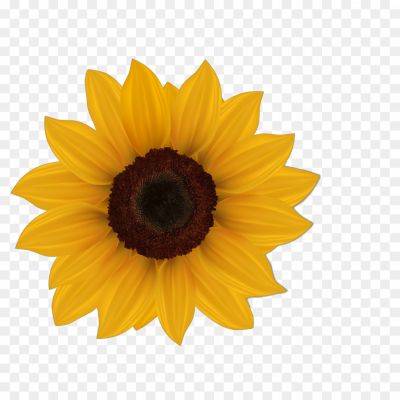 Aesthetic-Sunflower-PNG-Isolated-Transparent-S8UEVJV2.png