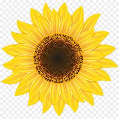 Aesthetic-Sunflower-PNG-Transparent-Image-3RHDHPAS.png