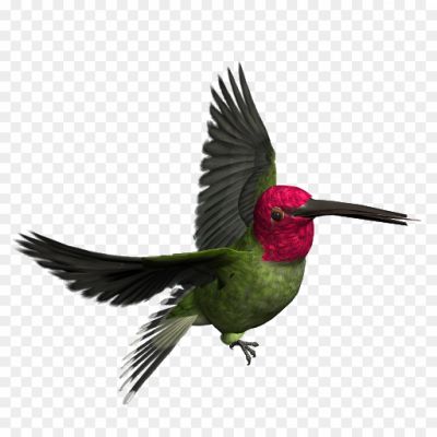 African-Bird-Background-PNG-Image-VGWDCQXA.png