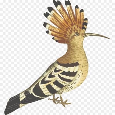 African-Bird-Free-PNG-QAS7CK10.png