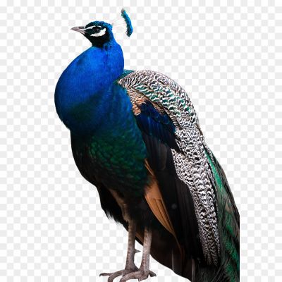 African-Bird-No-Background-43A8IQ84.png