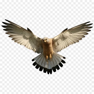 African-Bird-PNG-Free-File-Download-IKPORSWV.png