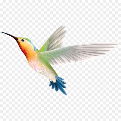 African-Bird-PNG-Images-HD-7XRPOJM7.png