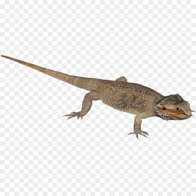 Agamas-PNG-HD-Quality-UQLC17BX.png