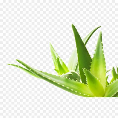 Aloe Vera, Medicinal Plant, Succulent Leaves, Healing Properties, Aloe Gel, Soothing Gel, Skincare Ingredient, Natural Remedy, Aloe Vera Plant, Desert Plant, Therapeutic Plant, Aloe Vera Juice, Succulent Plant, Aloe Vera Extract, Skin Hydration