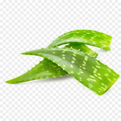 Aloe Vera, Medicinal Plant, Succulent Leaves, Healing Properties, Aloe Gel, Soothing Gel, Skincare Ingredient, Natural Remedy, Aloe Vera Plant, Desert Plant, Therapeutic Plant, Aloe Vera Juice, Succulent Plant, Aloe Vera Extract, Skin Hydration