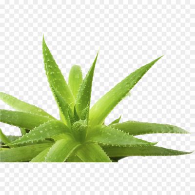 Aloe Vera, Medicinal Plant, Succulent Leaves, Healing Properties, Aloe Gel, Soothing Gel, Skincare Ingredient, Natural Remedy, Aloe Vera Plant, Desert Plant, Therapeutic Plant, Aloe Vera Juice, Succulent Plant, Aloe Vera Extract, Skin Hydration