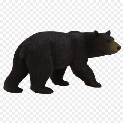 American-Black-Bear-Transparent-PNG-Pngsource-4IWGAZ10.png