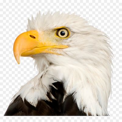 American-Eagle-Transparent-File.png