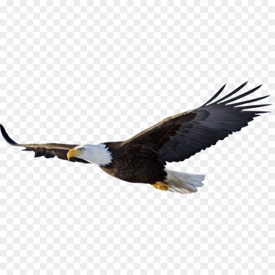American-Eagle-Transparent-Free-PNG-Pngsource-21W30GZ0.png