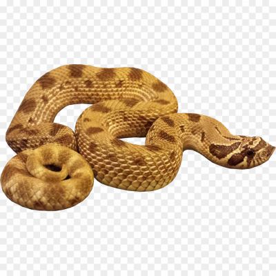 Anaconda-Crawling-PNG-WTE65GI5.png