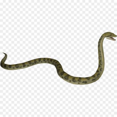 Anaconda-Dark-Black-Snake-PNG-KUB2H7CY.png