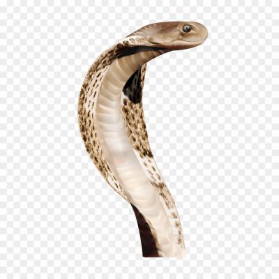 Anaconda-Face-PNG-T6QPFQ8I.png