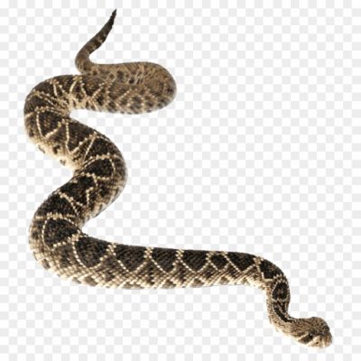 Anaconda, Snake, Reptile, Constrictor, Predator, Carnivorous, Rainforest, Amazon, South America, Aquatic, Swimmer, Camouflage, Stealth, Coils, Powerful, Jaw, Prey, Ambush, Squeeze, Slither.