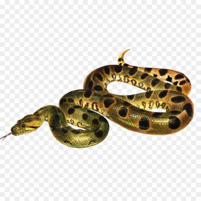 Anaconda, Snake, Reptile, Constrictor, Predator, Carnivorous, Rainforest, Amazon, South America, Aquatic, Swimmer, Camouflage, Stealth, Coils, Powerful, Jaw, Prey, Ambush, Squeeze, Slither.