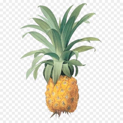 Ananas, Pineapple, Tropical Fruit, Sweet, Tangy, Juicy, Refreshing, Bromelain, Vitamin C, Tropical Drink, Pineapple Juice, Tropical Dessert, Exotic, Spiky, Yellow, Fruit Salad, Pineapple Salsa, Pineapple Upside-down Cake, Grilled Pineapple, Pineapple Smoothie