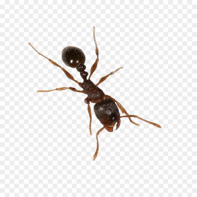 Ants-PNG-HD-Photos-4SOBXXIF.png