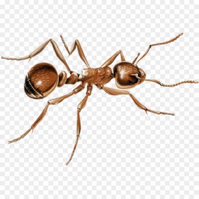 Ants-PNG-Images-HD-CJKCB3DQ.png