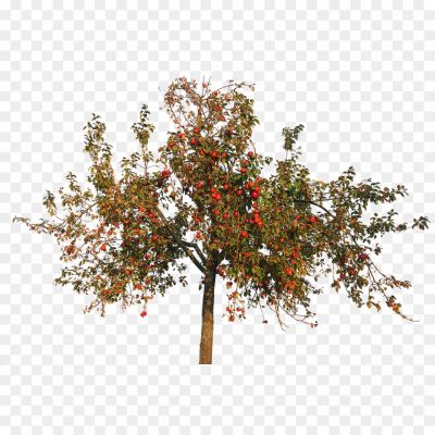 Apple-Tree-Flowers-Background-PNG-Image-VWPYOFMF.png