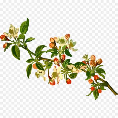Apple-Tree-Flowers-PNG-HD-Quality-Pngsource-A50PT1RM.png