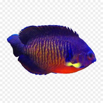 Aquarium, Angelfish, Freshwater, Tropical, Cichlids, Vibrant, Colorful, Graceful, Peaceful, Community, Dorsal Fin, Long-finned, Omnivorous, Veil-tail, Pterophyllum, South America, Amazon River, Spawning, Egg-layers, Popular.