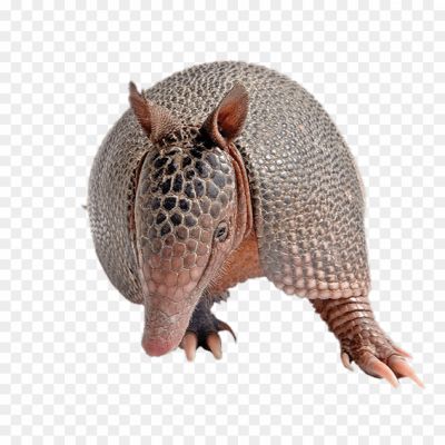 Armadillo-Transparent-Image-BZGWCIX2.png PNG Images Icons and Vector Files - pngsource