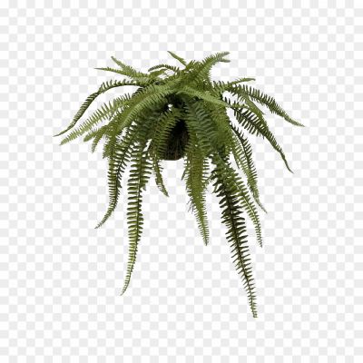 Artificial-Fern-PNG-HD-Quality.png