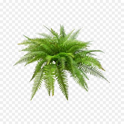 Artificial-Fern-Transparent-Background-9M6TVPOZ.png