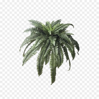 Artificial-Fern-Transparent-File.png