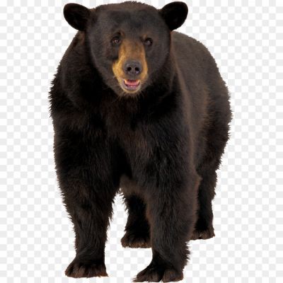 Asian-Black-Bear-PNG-Photos-Pngsource-8YTJXOPO.png