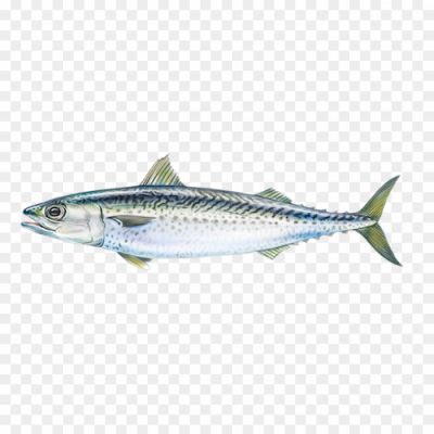 Atlantic-Mackerel-Download-Free-PNG-QJP0I4DU.png