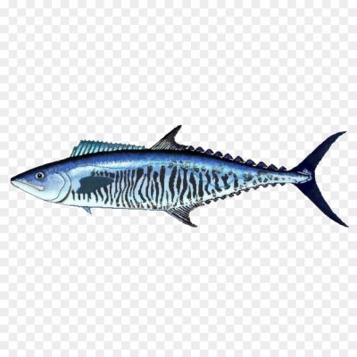 Atlantic-Mackerel-PNG-Pic-Background-74SBIY49.png