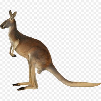 Kangaroo, Marsupial, Australia, Pouch, Jump, Mammal, Herbivore, Outback, Wildlife, Joey, Hopping, Tail, Native, Eastern Grey, Red Kangaroo, Wallaby, Macropod, Agile, Kangaroo Island, Iconic