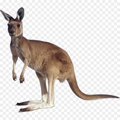 Australia-Kangaroo-No-Background-WC69IMWZ.png PNG Images Icons and Vector Files - pngsource