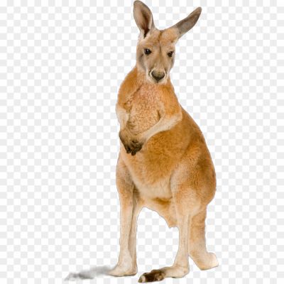 Kangaroo, Marsupial, Australia, Pouch, Jump, Mammal, Herbivore, Outback, Wildlife, Joey, Hopping, Tail, Native, Eastern Grey, Red Kangaroo, Wallaby, Macropod, Agile, Kangaroo Island, Iconic