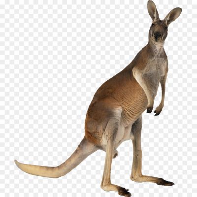 Kangaroo, Marsupial, Australia, Pouch, Jump, Mammal, Herbivore, Outback, Wildlife, Joey, Hopping, Tail, Native, Eastern Grey, Red Kangaroo, Wallaby, Macropod, Agile, Kangaroo Island, Iconic