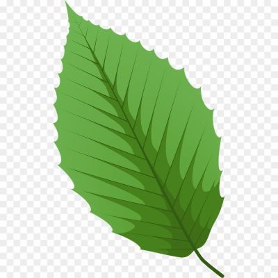 Autumn-Beech-Leaf-Background-PNG-Image-Pngsource-XIVK1PA7.png